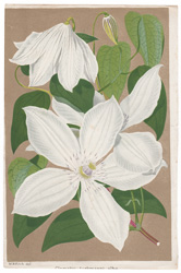 Clematis Lackmanni alba